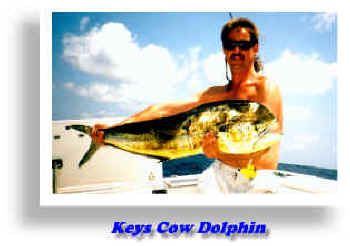 Keys Dolphin.BMP (1616438 bytes)